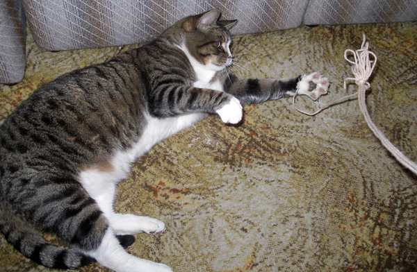 Cat playing